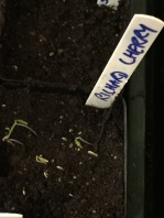 Seeds at Day 2 germination